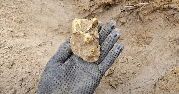 Phát hiện khối vàng nguyên chất trị giá 2,4 tỷ đồng dưới gốc cây avatar1745219099727 1745219100095503672189 76 0 482 650 crop 17452191243441031376647jpg