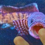 Giới khoa học chấn động khi tìm thấy loài cá 'hiếm nhất thế giới' sau 85 năm được cho là đã tuyệt chủng avatar1745326844680 17453268452402119799606 29 0 779 1200 crop 17453268831811744315529jpg