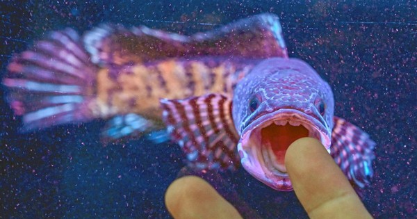 Giới khoa học chấn động khi tìm thấy loài cá 'hiếm nhất thế giới' sau 85 năm được cho là đã tuyệt chủng avatar1745326844680 17453268452402119799606 29 0 779 1200 crop 17453268831811744315529jpg