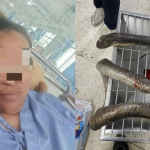 Bị rắn hổ mang chúa cắn khi hái nấm, người phụ nữ dùng tay không đánh chết rồi xách đến bệnh viện, bác sĩ choáng váng avatar1745397361043 17453973612851592652400png