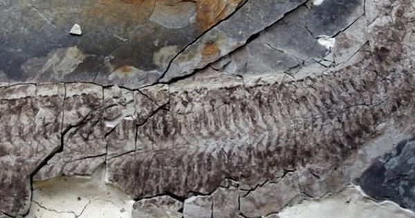 Hiện ra như xác ướp sau 444 triệu năm, sinh vật lạ gây sửng sốt avatar1745399887706 17453998894441796386963 0 57 315 561 crop 1745399904208314410169jpg