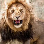 Sư tử cái xổng vào khu dân cư và vồ chết bé gái 14 tuổi avatar1745410502699 1745410502884572408740 0 2 382 613 crop 1745410600134690122791png