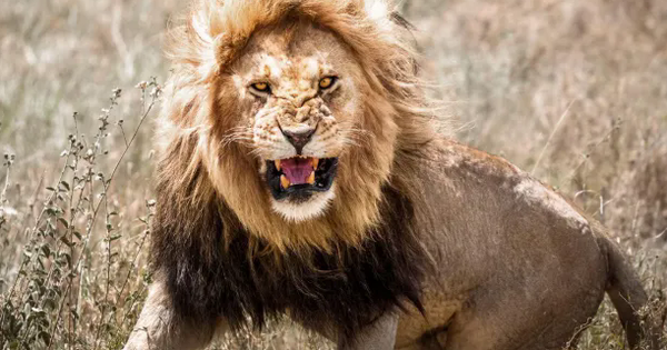 Sư tử cái xổng vào khu dân cư và vồ chết bé gái 14 tuổi avatar1745410502699 1745410502884572408740 0 2 382 613 crop 1745410600134690122791png