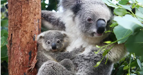 Phản ứng dữ dội về việc chính quyền Australia bắn tỉa 700 gấu Koala từ trực thăng avatar1745558627539 17455586278491709586355png