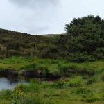 Cái cây cô đơn nhất hành tinh nắm giữ bí mật có thể thay đổi thế giới avatar1745568445964 1745568446339456220404 0 49 315 553 crop 17455684639411306042741jpg