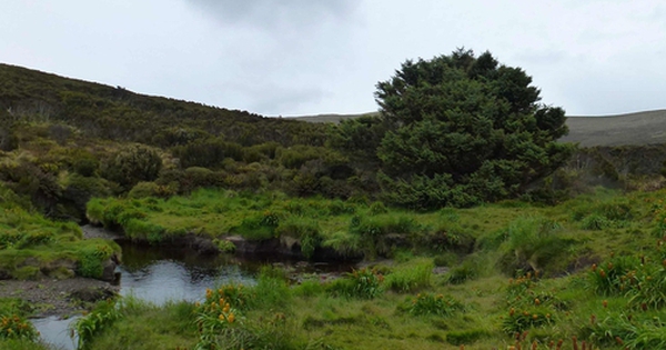 Cái cây cô đơn nhất hành tinh nắm giữ bí mật có thể thay đổi thế giới avatar1745568445964 1745568446339456220404 0 49 315 553 crop 17455684639411306042741jpg