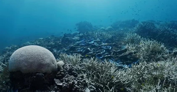 Hơn 80% rạn san hô toàn cầu bị tẩy trắng sau thảm họa nghiêm trọng chưa từng có avatar1745798562421 1745798562704562179815jpg