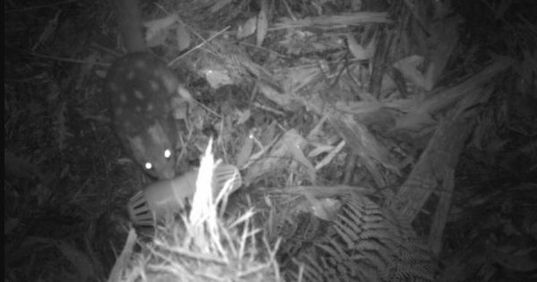 Việt Nam phát hiện loài động vật cực kỳ quý hiếm, có một đặc trưng được ví là "họ hàng" của ma cà rồng avatar1745851098994 17458510996221490543708png