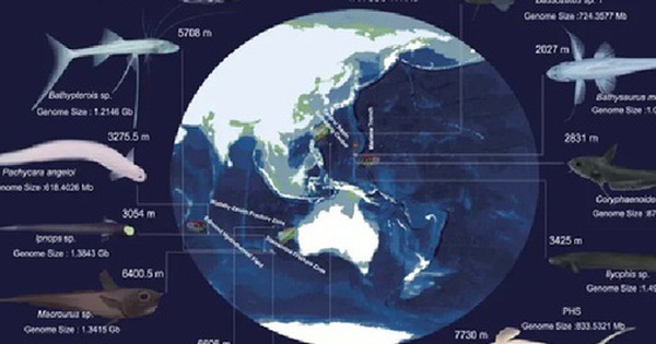 Hàng loạt "dị ngư" ở nơi sâu nhất thế giới mang đột biến kỳ lạ avatar1745984349357 1745984349687982470669 0 52 315 556 crop 17459843650971486455766jpg