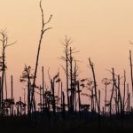 Rừng ma đang phát triển khi mực nước biển dâng avatar1745984449773 1745984450045954391474 0 16 315 520 crop 1745984481516316565369jpg