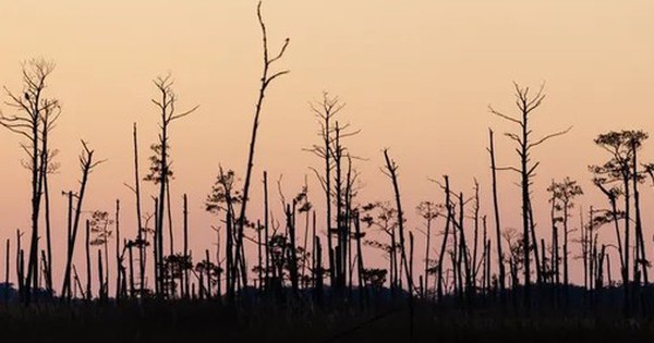 Rừng ma đang phát triển khi mực nước biển dâng avatar1745984449773 1745984450045954391474 0 16 315 520 crop 1745984481516316565369jpg