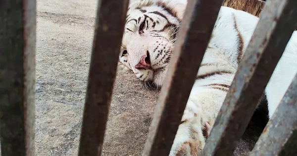 Người truyền cảm hứng cho toàn thế giới về tình yêu động vật bị hổ trắng vồ chết avatar1746023549183 17460235498751158272888png