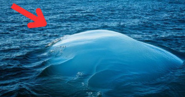 Hình ảnh lạ xuất hiện giữa đại dương khiến các nhà khoa học đau đầu: Bí mật là gì? avatar1746033380985 1746033381396181133038 0 25 315 529 crop 1746033412575613334315jpg