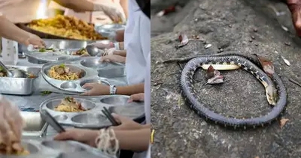 Rắn chết xuất hiện trong đồ ăn ở trường, hơn 100 học sinh Ấn Độ phải nhập viện avatar1746247092854 17462470930921729514221jpg