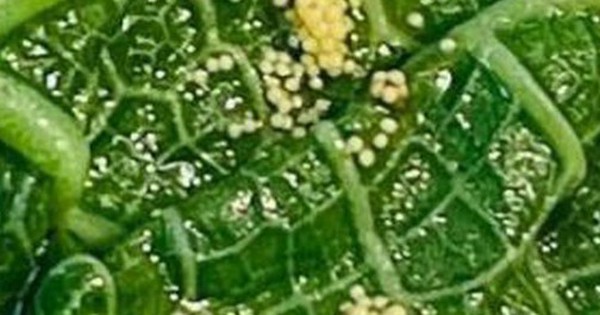 Ăn rau ở quầy buffet khách sạn, vị khách tái mặt khi phát hiện "thứ đáng sợ" avatar1746452728751 1746452729406242057742 0 53 315 557 crop 1746452744998676945070jpg