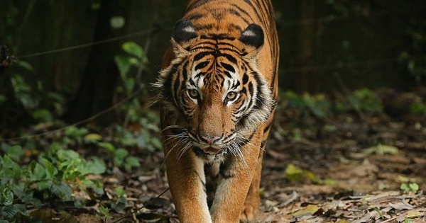 "Bóng ma" rừng rậm trở lại - Khoảnh khắc hiếm hoi của biểu tượng hay sự bắt đầu "nỗi ám ảnh" kinh hoàng? avatar1746490241174 1746490241524740786002 0 36 523 873 crop 1746490253868435465099jpg