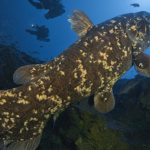 Loài động vật quý hiếm bậc nhất hành tinh, tuyệt chủng cách đây 70 triệu năm bất ngờ tái xuất ở nơi rất gần Việt Nam avatar1746578446056 17465784464581461782213png