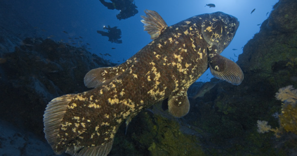 Loài động vật quý hiếm bậc nhất hành tinh, tuyệt chủng cách đây 70 triệu năm bất ngờ tái xuất ở nơi rất gần Việt Nam avatar1746578446056 17465784464581461782213png