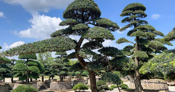 Cây tùng la hán trị giá 290 triệu đồng đột nhiên héo chết, người đàn ông kiện hàng xóm, tòa tuyên bố: 1 bên phải bồi thường toàn bộ avatar1746593952203 1746593952423717560872 0 142 800 1422 crop 17465939742831688733897png