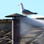 Khói trắng bốc lên, đã bầu được tân Giáo hoàng avatar1746721670750 17467216712191716266225jpeg