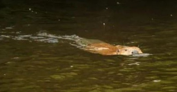 Loài vật ngỡ đã tuyệt chủng 400 năm bất ngờ "tái xuất" avatar1746748635443 17467486357901585755244 0 35 315 539 crop 1746748654656521402854jpg