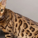 Cận cảnh con mèo giá 2,5 tỷ đồng, đại gia "bí ẩn" sẵn rút hầu bao avatar1746762021541 17467620218951502096731 0 0 315 504 crop 1746762033856781836218png