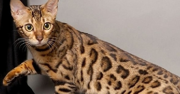 Cận cảnh con mèo giá 2,5 tỷ đồng, đại gia "bí ẩn" sẵn rút hầu bao avatar1746762021541 17467620218951502096731 0 0 315 504 crop 1746762033856781836218png