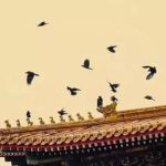 Vì sao cứ tới nửa đêm, Tử Cấm Thành lại đầy quạ đen bay đến? avatar1746777642033 17467776422511765849535 0 31 315 535 crop 17467776560161519148010jpg