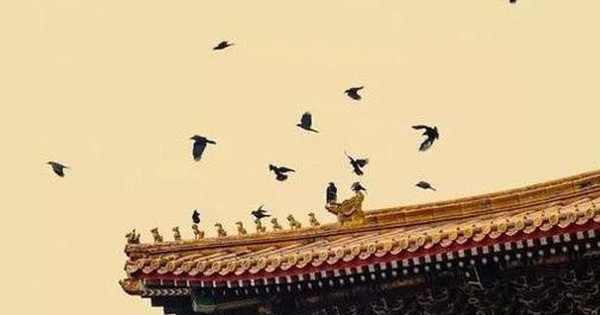 Vì sao cứ tới nửa đêm, Tử Cấm Thành lại đầy quạ đen bay đến? avatar1746777642033 17467776422511765849535 0 31 315 535 crop 17467776560161519148010jpg