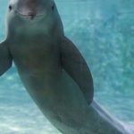 Nhà khoa học Trung Quốc dùng thơ của vua Càn Long để nghiên cứu loài cá heo hiếm có avatar1746878125670 17468781259502085831609 0 96 315 600 crop 1746878146553279217274jpg