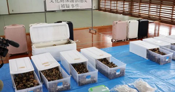 Ba công dân Trung Quốc bị bắt vì vận chuyển trái phép hàng trăm kg ốc mượn hồn avatar1746962540951 174696254116888601396jpg