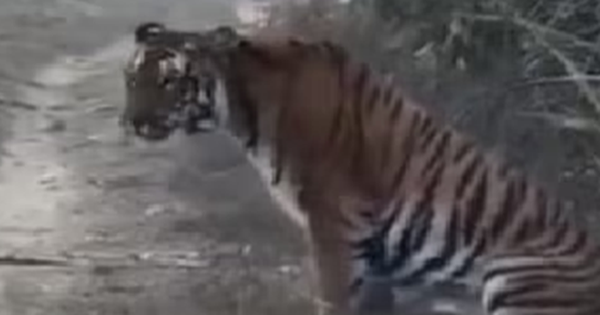 Đang đi dạo, người nông dân "thót tim" khi hổ dữ núp bụi cây lao ra avatar1747057441596 17470574419891499221099 0 64 315 568 crop 17470574679581000557942png