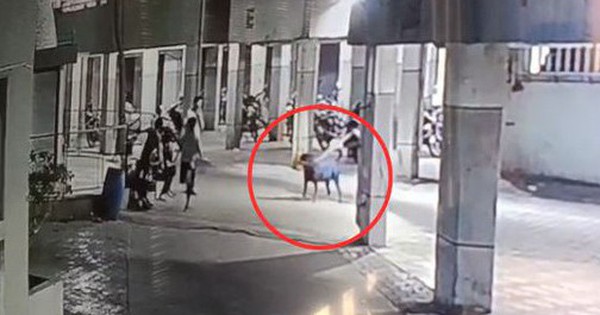 Đang đi cùng dì, bé gái 4 tháng tuổi bị chó dữ tấn công tử vong avatar1747235804614 1747235805356721772168 0 37 315 541 crop 1747235824758435765845jpg