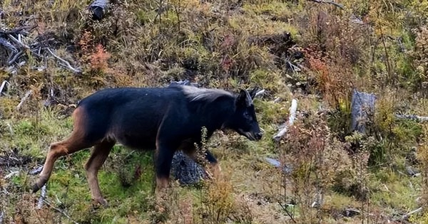 Lần theo dấu vết trong chuồng lợn, chuyên gia giật mình tự nhủ "đây là loài vật đã tuyệt chủng 500.000 năm sao?" avatar1747381955149 1747381955593414447365 0 0 726 1162 crop 174738199276367176859jpg