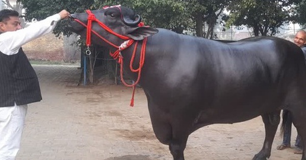 Con trâu được trả 30 tỷ đồng, người đàn ông quyết không bán avatar1747472462533 17474724633372129393365 0 58 315 562 crop 17474724775571832648726jpg