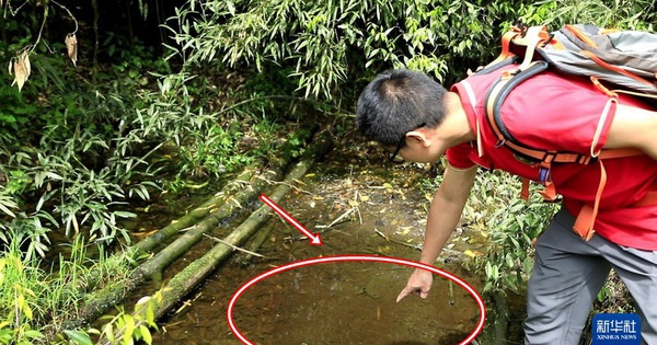 Lần theo tiếng động dưới vũng nước nông, cán bộ kiểm lâm hân hoan tìm thấy loài "tuyệt chủng" hơn 50 năm avatar1747643477892 17476434785541195907315 0 90 506 900 crop 1747643513728662996918jpg