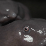 Phát hiện loài ếch mới ở Ấn Độ: Sống cả đời dưới lòng đất và giống... một chú lợn con avatar1747807658453 17478076587411141029024 0 78 315 582 crop 1747807685931885411898png