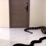 Thái Lan: Khó chịu vì chó nhà hàng xóm gây ồn, người đàn ông thả trăn ra hành lang chung cư avatar1747830114157 17478301143591143397650 0 42 315 546 crop 174783026387768242372jpg