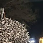 Người đàn ông say xỉn leo vòm gạc nai để "tán gái" bị cảnh sát tóm gọn avatar1747830502791 17478305029761779269881 0 35 315 539 crop 1747830521102489563884jpeg