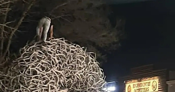 Người đàn ông say xỉn leo vòm gạc nai để "tán gái" bị cảnh sát tóm gọn avatar1747830502791 17478305029761779269881 0 35 315 539 crop 1747830521102489563884jpeg