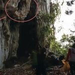 Lần theo manh mối được cung cấp tới vách đá, chuyên gia hân hoan tìm thấy loài "tuyệt chủng" hơn 170 năm avatar1747906436039 17479064363141953892758jpg