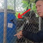 Thấy chiếc thùng nổi trên mặt hồ, người đàn ông vớt lên rồi ám ảnh với thứ bên trong, vội báo cảnh sát avatar1747982856814 174798285707843715832 0 0 392 627 crop 1747982875061571823029png