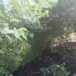 Đang ngủ dưới gốc cây, người đàn ông bị đổ bùn thải lên người, tử vong avatar1748055376965 17480553772901429004356 0 51 315 555 crop 17480553995021482763984jpg