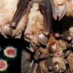 Nghiên cứu quốc tế mới đào sâu nguồn gốc COVID-19 avatar1748078955421 17480789555552125657259jpg