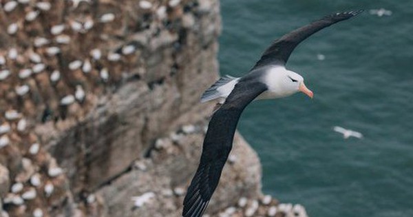 Chú chim hải âu cô đơn nhất thế giới: Mãi mãi không thấy đường về nhà và hành trình ngàn dặm được cả địa cầu dõi theo avatar1748099629394 1748099629583242140194 0 79 315 583 crop 1748099645909194059397jpg