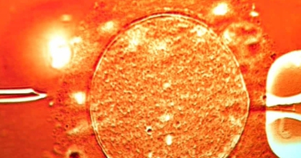 67 trẻ sinh ra từ tinh trùng người hiến mang gene ung thư, 10 trẻ mắc bệnh avatar1748133905357 17481339061822102268300 0 87 274 526 crop 17481339411861843300078jpg