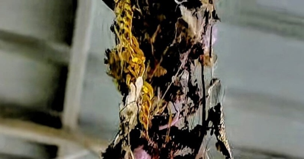 Người đàn ông sốc nặng khi phát hiện sợi dây chuyền vàng trên tổ chim avatar1748398225609 1748398226056117865562jpg