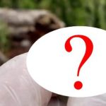 Lần theo tiếng động dưới dòng suối nông, chuyên gia hân hoan tìm thấy loài "tuyệt chủng" hơn 130 năm avatar1748416435052 1748416435314741192290 291 0 570 446 crop 17484164627361659431656jpg