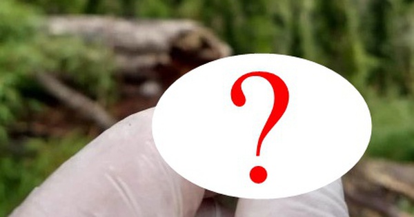 Lần theo tiếng động dưới dòng suối nông, chuyên gia hân hoan tìm thấy loài "tuyệt chủng" hơn 130 năm avatar1748416435052 1748416435314741192290 291 0 570 446 crop 17484164627361659431656jpg