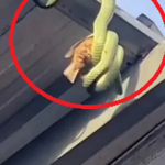 Nhìn lên mái nhà, chủ nhà sốc nặng khi thấy cảnh tượng đáng sợ avatar1748575579501 1748575579838377930058 0 71 315 575 crop 17485755924711853791348png